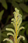 Sensitive fern